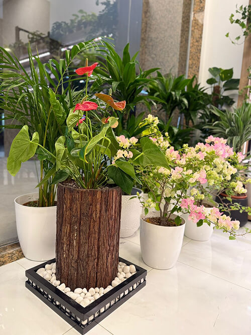 Indoor plants in ceramic pots