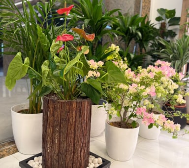 Indoor plants in ceramic pots
