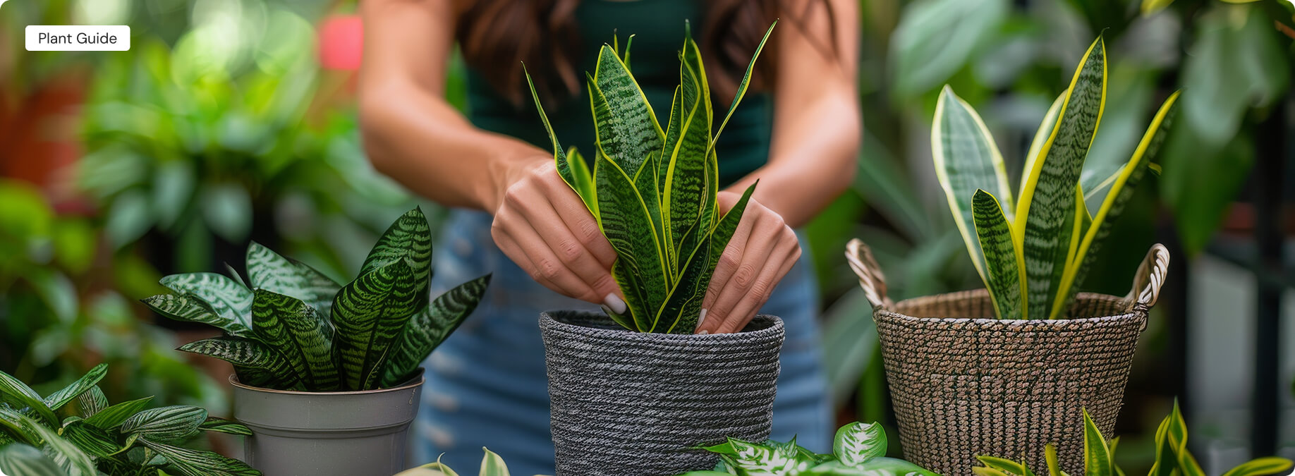 The Perfect Plants for Your Home
