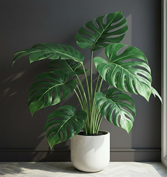 Monstera Deliciosa