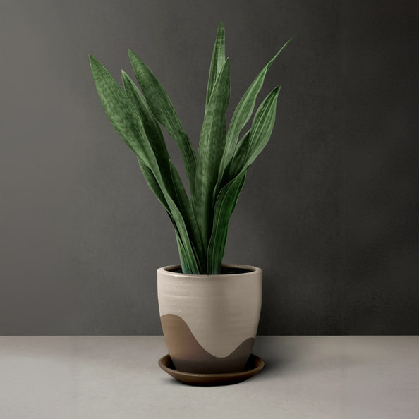Snake Plant